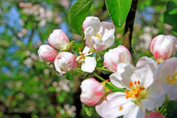 Flowerses till aple träd — Stockfoto