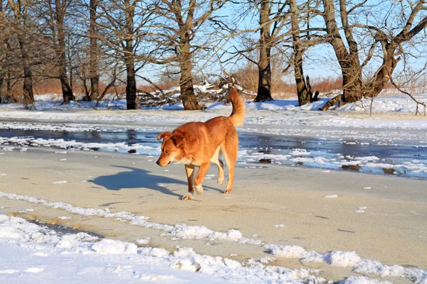 Redhead dog on river ice — Stock Photo, Image