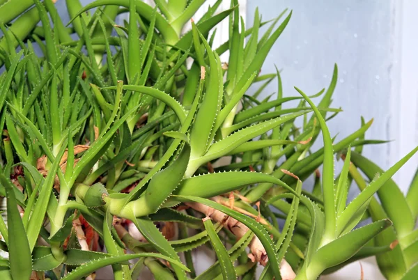 Aloe verde en ventana de invierno — Foto de Stock