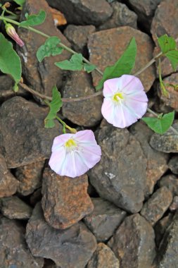 Flowers on stone clipart