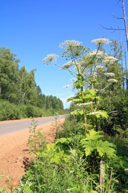 kırsal road yakınındaki yüksek hogweed