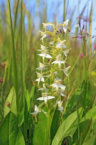 White flower on green field — Stock Photo, Image