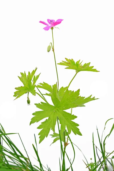 Pole fioletowy kwiat na białym tle — Zdjęcie stockowe