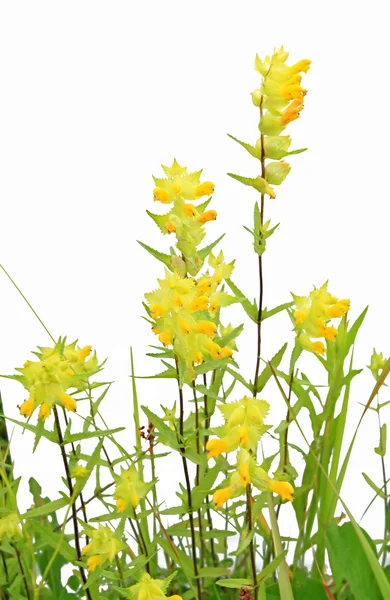 흰색 바탕에 노란색 flowerses — 스톡 사진