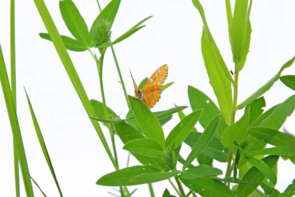 Mariposa sobre hierba sobre fondo blanco — Foto de Stock