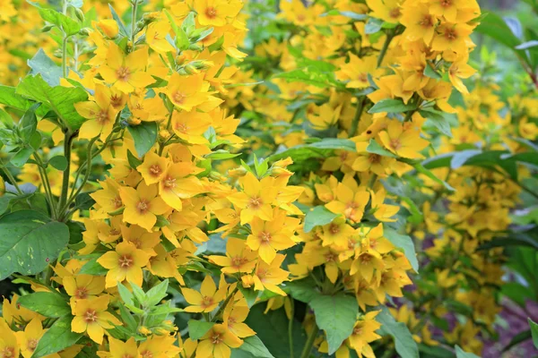 Желтые цветы в сельском саду — стоковое фото