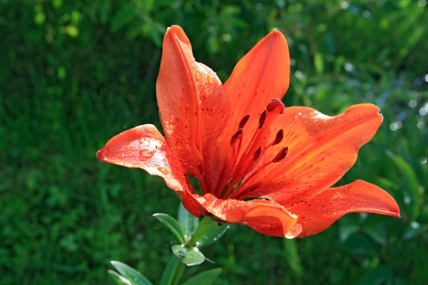 Красный цветок в сельском саду — стоковое фото