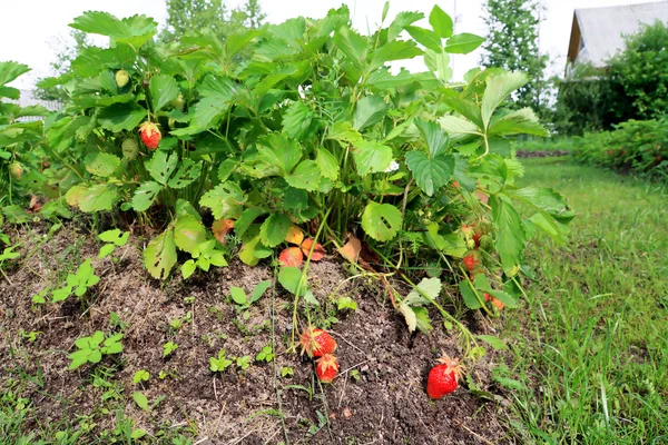 Röda jordgubbar i landsbygdens köksträdgård — Stockfoto