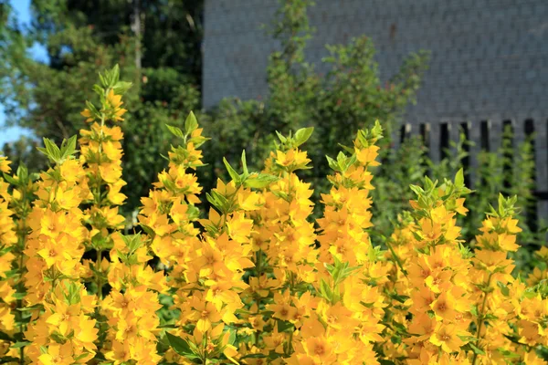 Желтые цветы в сельском саду — стоковое фото