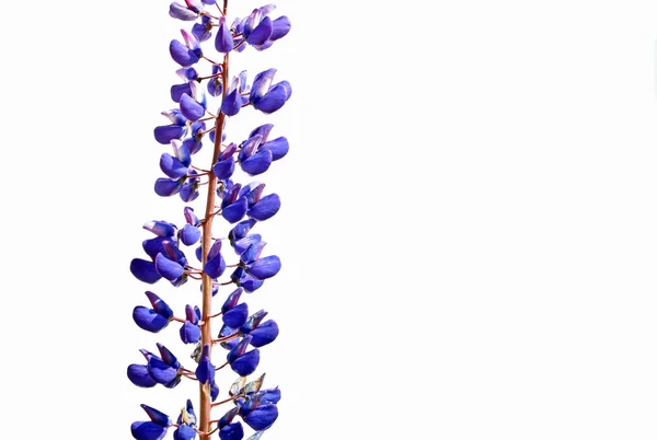 Blauwe veld lupine op witte achtergrond — Stockfoto