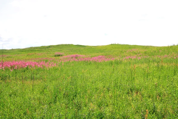 Yeşil alan üzerinde Lila flowerses — Stok fotoğraf