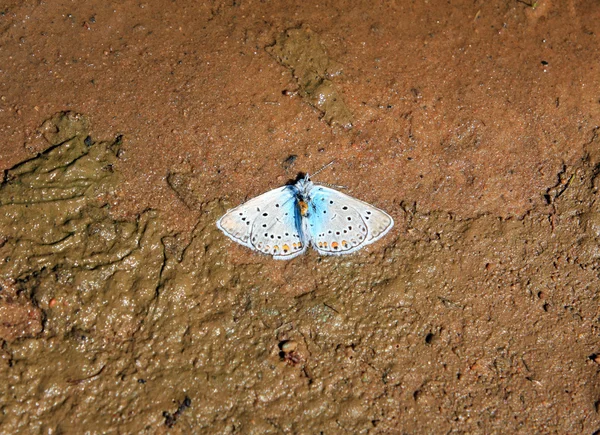 在褐色的泥土中的蓝死了蝴蝶 — 图库照片
