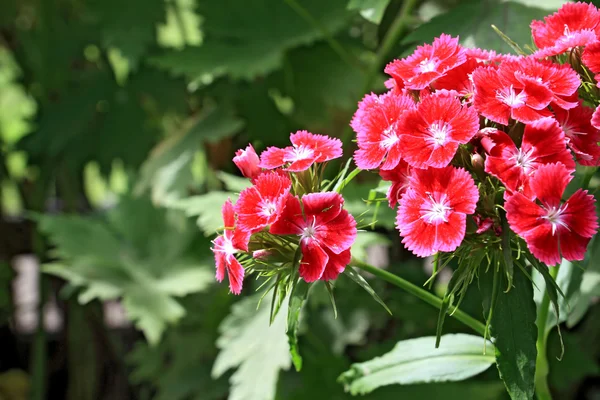 Çuha çiçeği — Stok fotoğraf