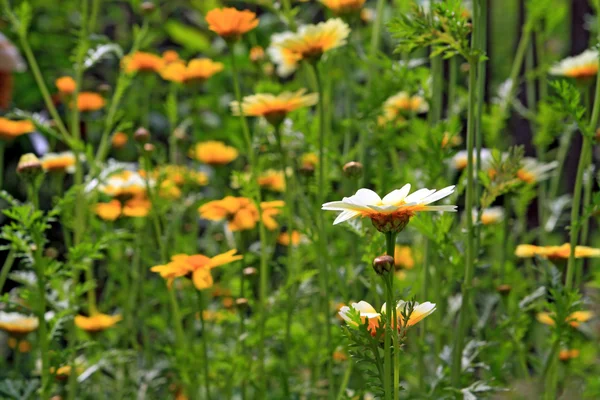 Crisântemos no jardim, fundo floral — Fotografia de Stock