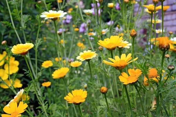 Chryzantemy w ogrodzie, kwiatowy tło — Zdjęcie stockowe