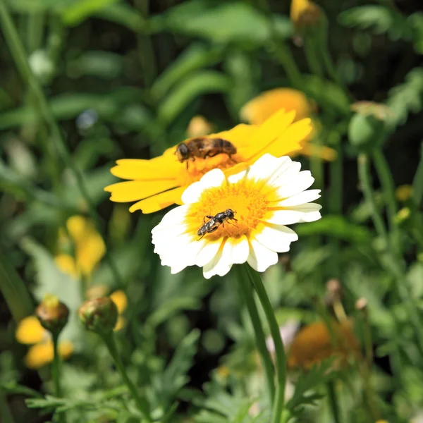 stock image Insect on chrysanthemum in garden