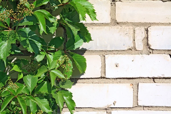 Tuğla duvar üzerinde yabani üzüm — Stok fotoğraf