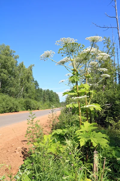 High hogweed near rural road — Stock Photo, Image