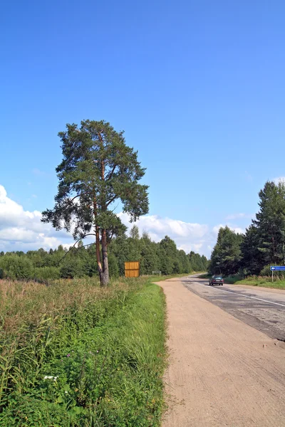 Pinheiro verde perto da estrada rural — Fotografia de Stock