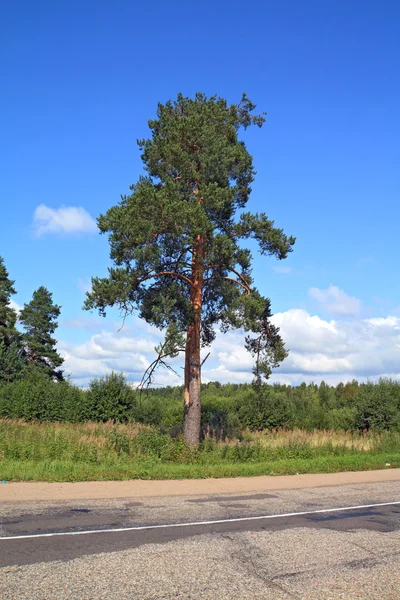 Zelené borovice venkovské silnice — Stock fotografie