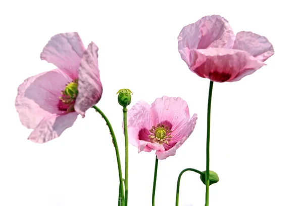 Poppy flowerses on white background — Stock Photo, Image