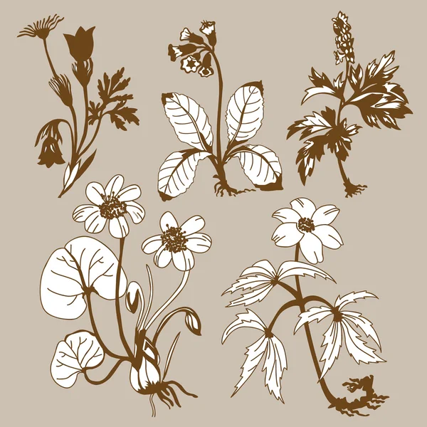茶色の背景、ベクトル イラストにフィールド flowerses — ストックベクタ