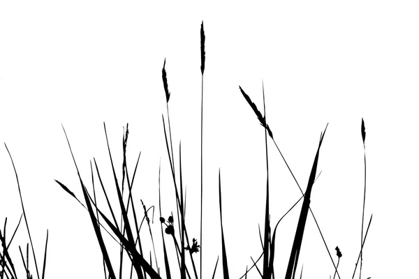 Silhouette di erba su sfondo bianco, illustrazione vettoriale — Vettoriale Stock