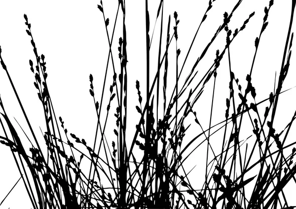 Silueta de hierbas sobre fondo blanco, ilustración vectorial — Vector de stock