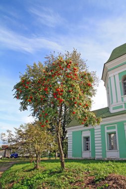 Şehir inşaat yanında kırmızı rowanberry