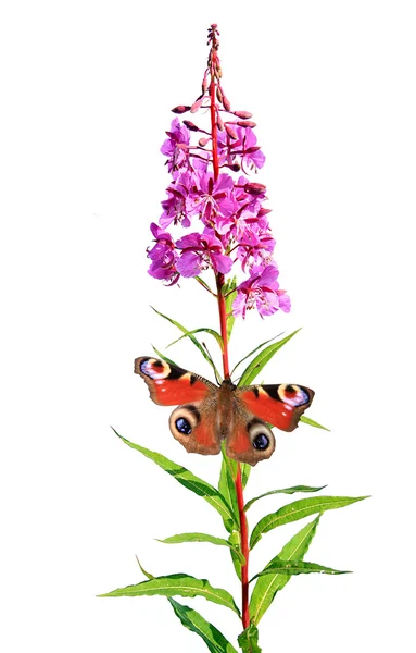 Motýl na květu na bílém pozadí — Stock fotografie