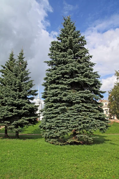 Duży zielony świerk w parku miejskim — Zdjęcie stockowe