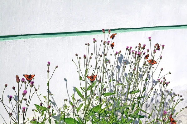 Farfalle rosse sullo sfondo della parete — Foto Stock