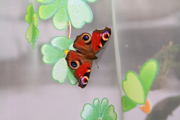 Butterfly on curtain on window — Stock Photo, Image
