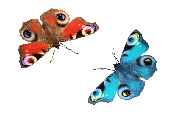 To sommerfugle oven på hvid baggrund - Stock-foto