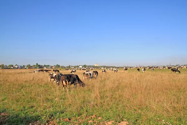 秋季草原上的牛群皮质 — 图库照片