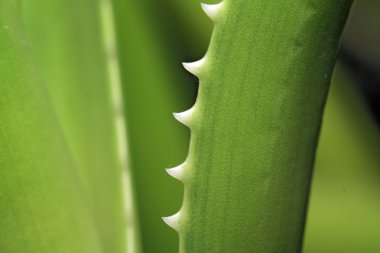 Aloe levha