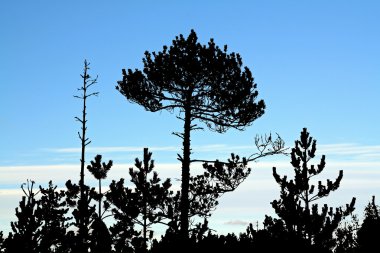 mavi zemin üzerine kuru yaşlanma çam