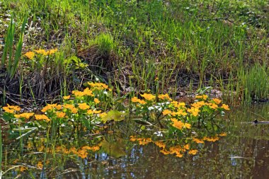 derin bataklık sarı flowerses