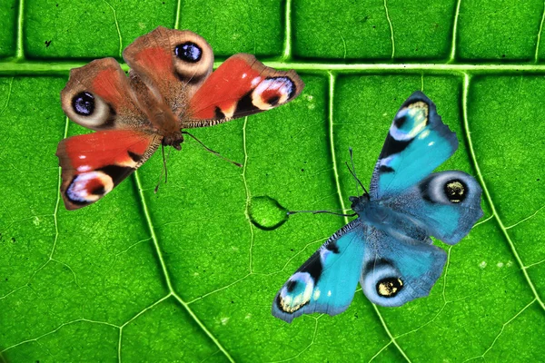 Ahşap zemin üzerinde iki kelebek — Stok fotoğraf