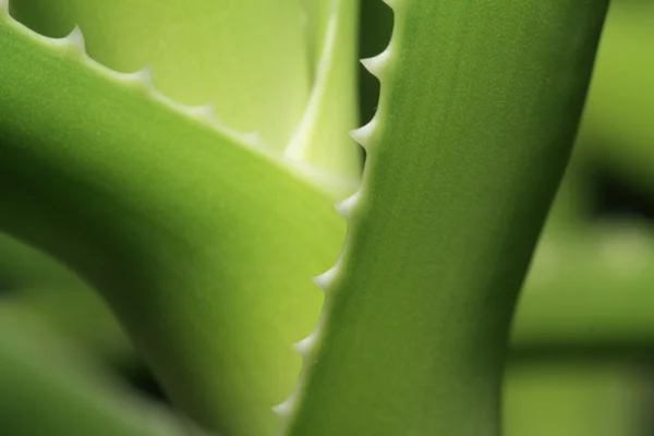 Aloe blad — Stockfoto