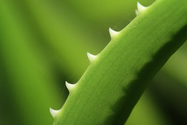 Blad van de Aloë — Stockfoto