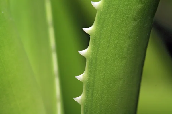Aloe-Blatt — Stockfoto