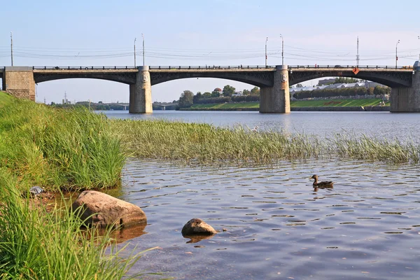 Pato do rio perto da ponte da cidade — Fotografia de Stock