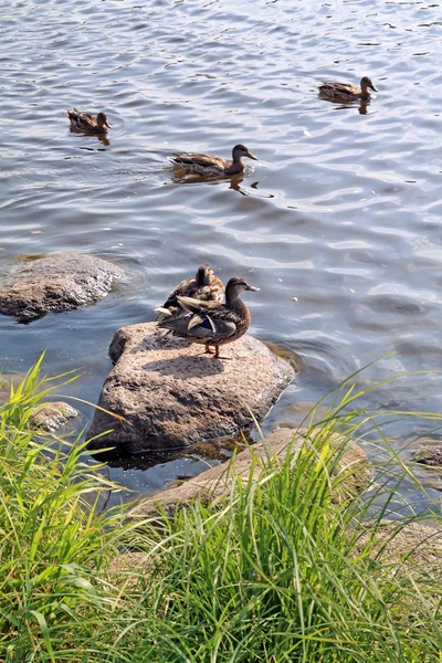 Canard sur pierre près de la rivière — Photo