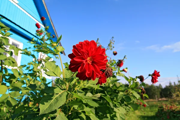 Röda flowerses nära lantlig byggnad — Stockfoto