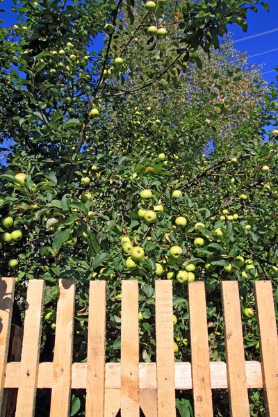 Яблоня рядом с новым забором — стоковое фото