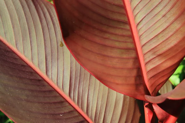 Textura vermelha da folha — Fotografia de Stock