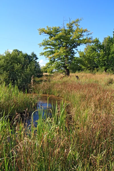 Большой дуб около осеннего болота — стоковое фото