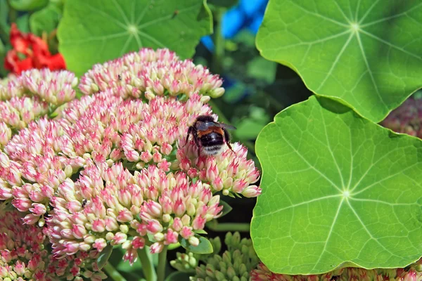 Hornet sonbahar flowerses üzerinde — Stok fotoğraf