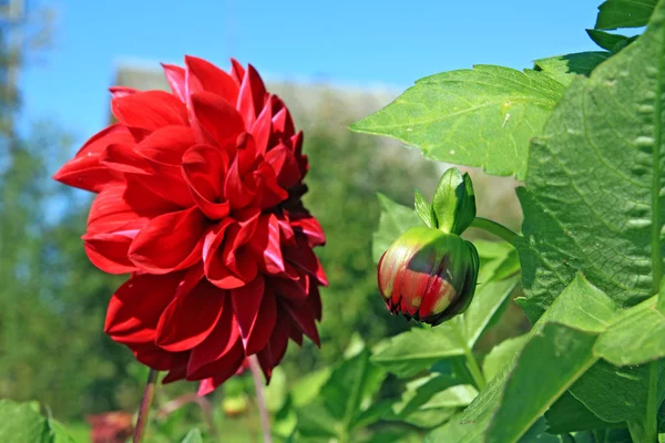 Red dahlia on green background — Stock Photo, Image